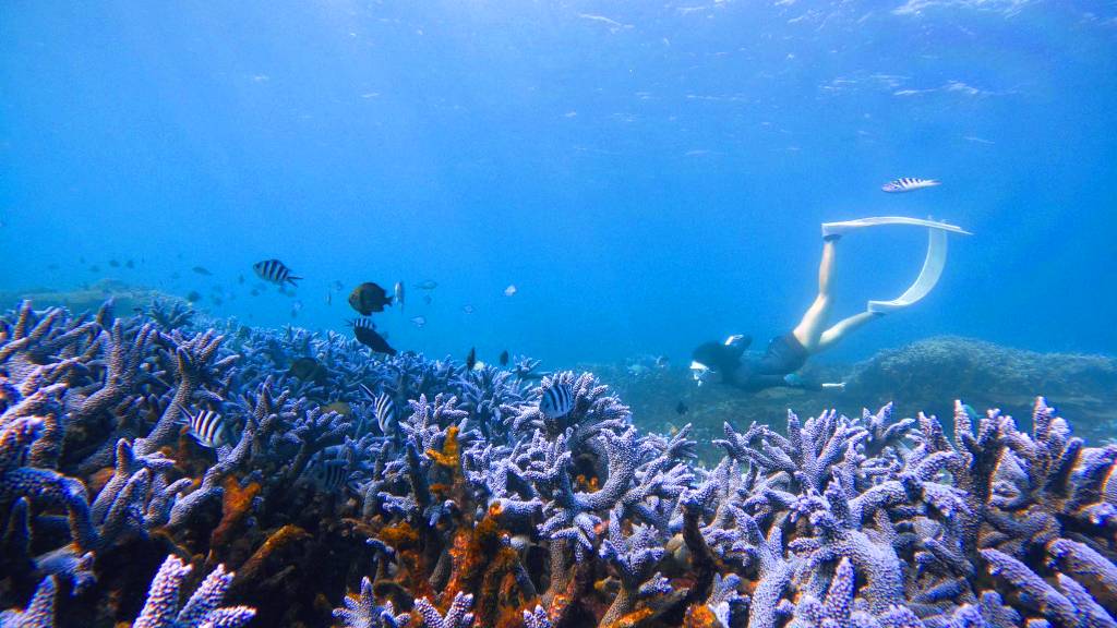 東嶼坪青年自發復育珊瑚有成 獲海管處肯定