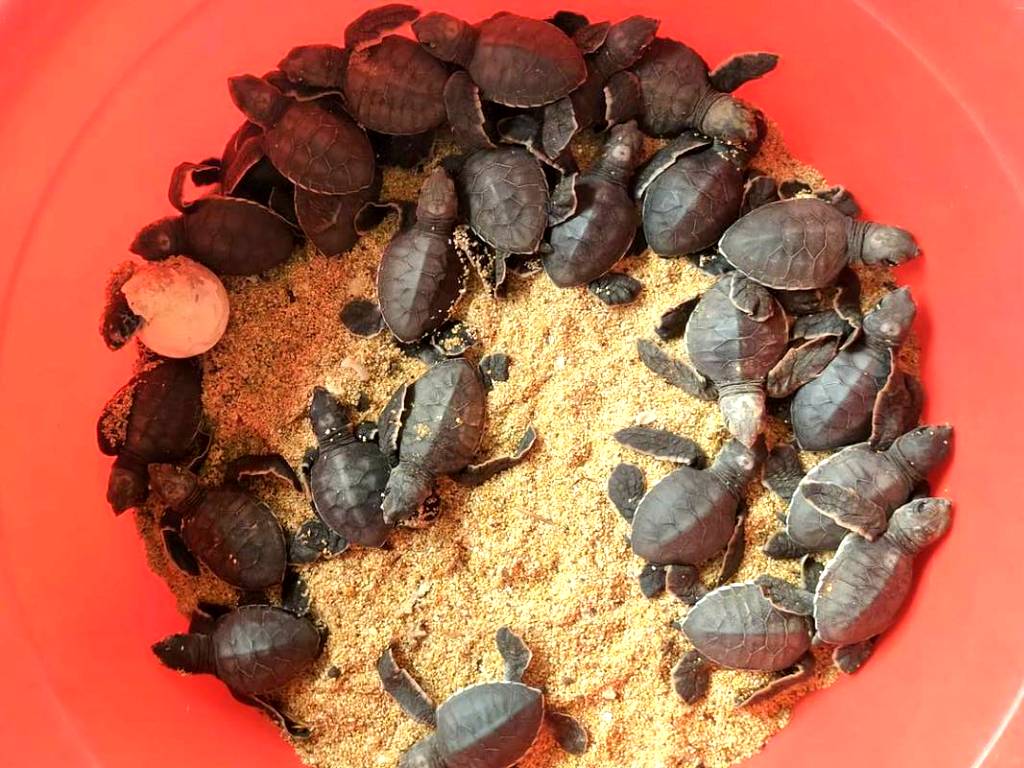 望安去年最後一窩綠蠵龜孵化 氣候異變影響生養時程